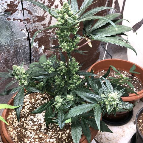 Banana Purple Punch Auto growlog photo: Ta quaaasee ! 