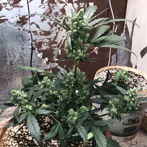 Banana Purple Punch Auto growlog timeline photo