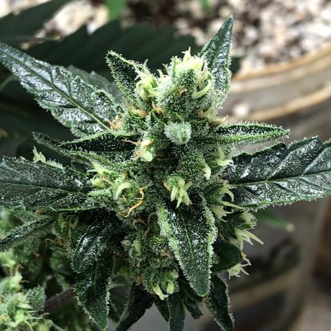 Banana Purple Punch Auto growlog timeline photo