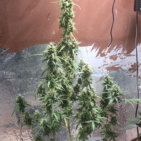 Gorilla Cookies auto growlog timeline photo