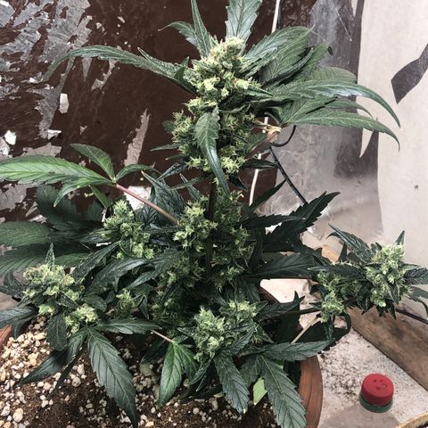 Banana Purple Punch Auto growlog photo: Quase chegando no ponto! Proxima semana flush