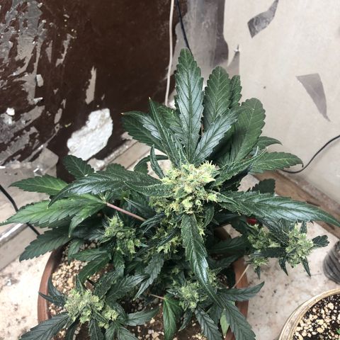 Banana Purple Punch Auto growlog photo: Quase chegando no ponto! Proxima semana flush