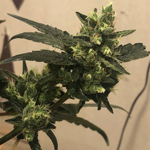 Banana Purple Punch Auto growlog photo: Quase chegando no ponto! Proxima semana flush