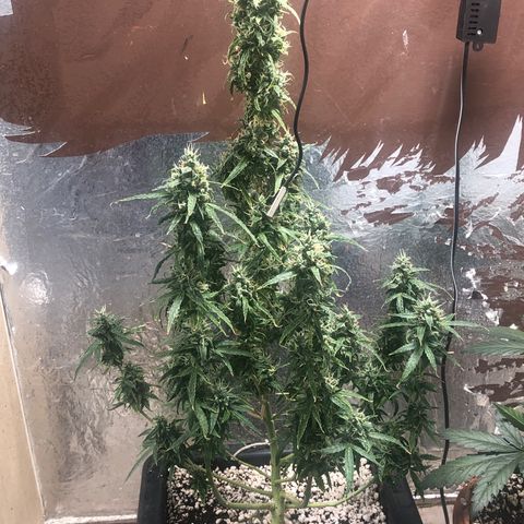Gorilla Cookies auto growlog timeline photo