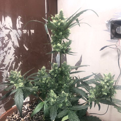 Banana Purple Punch Auto growlog photo: Começando o flush hoje!