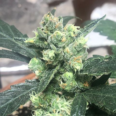 Banana Purple Punch Auto growlog photo: Começando o flush hoje!
