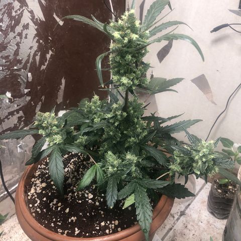 Banana Purple Punch Auto growlog photo: Começando o flush hoje!