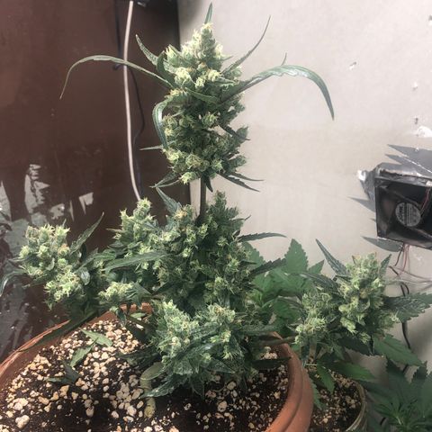 Banana Purple Punch Auto growlog photo: Quase chegando la, tricomas ainda um pouco transparentes 
