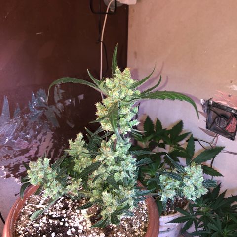 Banana Purple Punch Auto growlog timeline photo