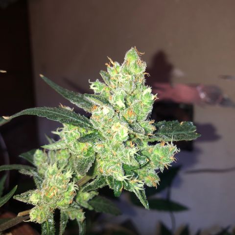 Banana Purple Punch Auto growlog timeline photo
