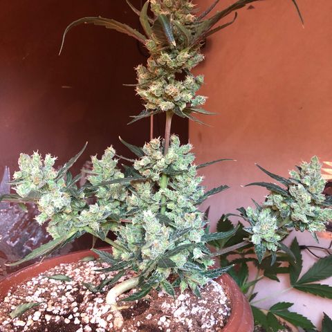 Banana Purple Punch Auto growlog timeline photo
