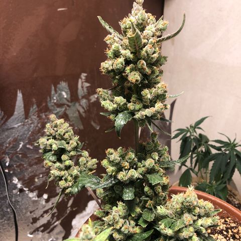 Banana Purple Punch Auto growlog photo: Agora sim, bem ambar, enfim o grande dia chegou, a colheita hahahahha