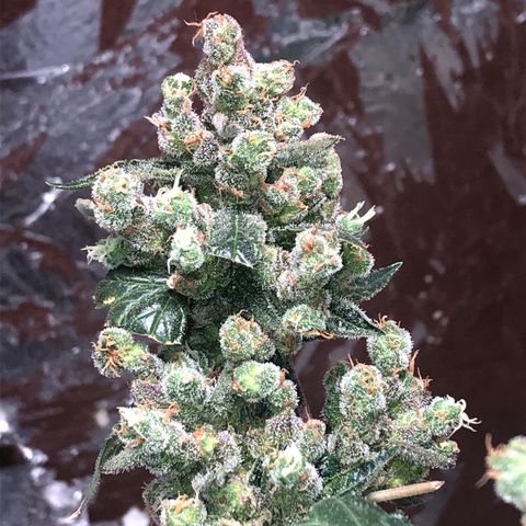 Banana Purple Punch Auto growlog photo: Agora sim, bem ambar, enfim o grande dia chegou, a colheita hahahahha