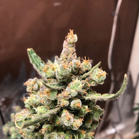 Banana Purple Punch Auto growlog photo: Agora sim, bem ambar, enfim o grande dia chegou, a colheita hahahahha