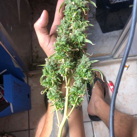 Gorilla Cookies auto growlog timeline photo