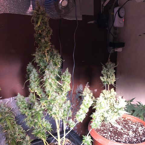 Gorilla Cookies auto growlog timeline photo
