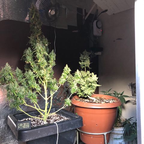 Gorilla Cookies auto growlog timeline photo