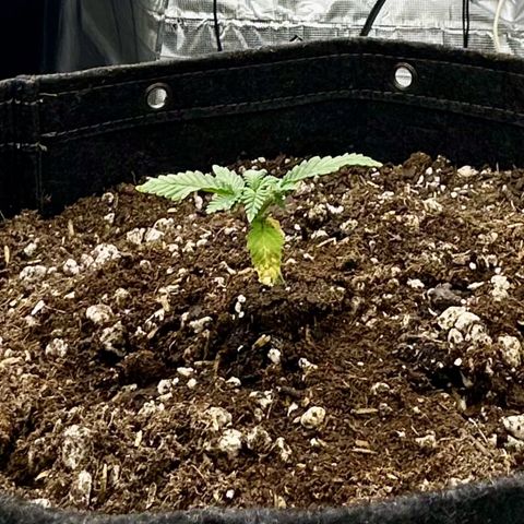 Poochie Love growlog timeline photo