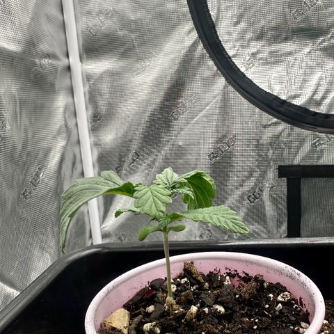 Jack the Ripper #5 growlog timeline photo