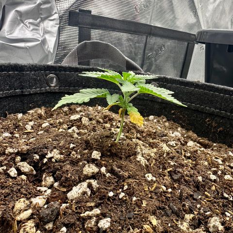 Poochie Love growlog timeline photo