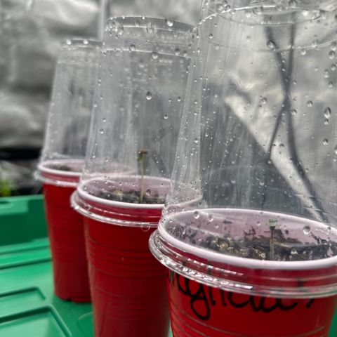 Candylicious growlog photo: Three seedlings 