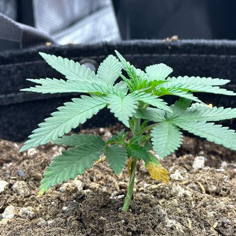Poochie Love growlog photo: Going 18/6