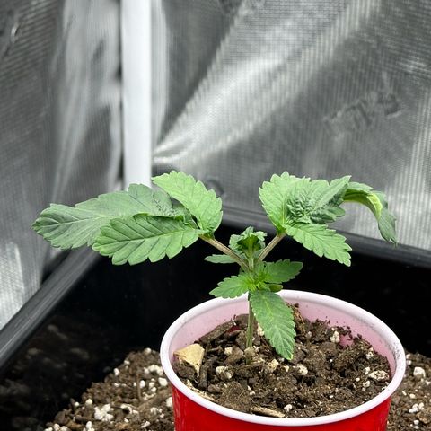 Jack the Ripper #5 growlog photo: Going 18/6