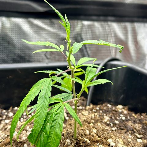 Lemon Jeffery  growlog timeline photo