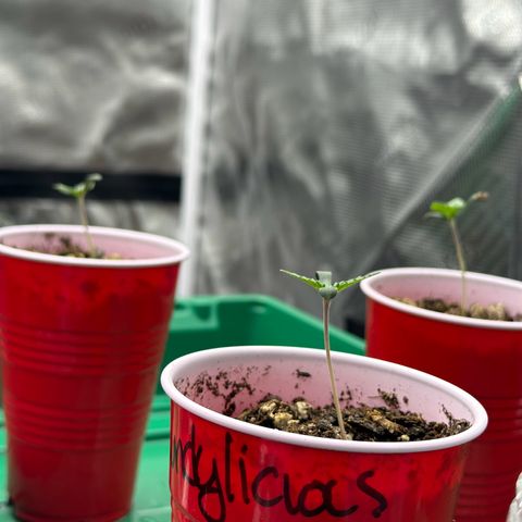 Candylicious growlog timeline photo
