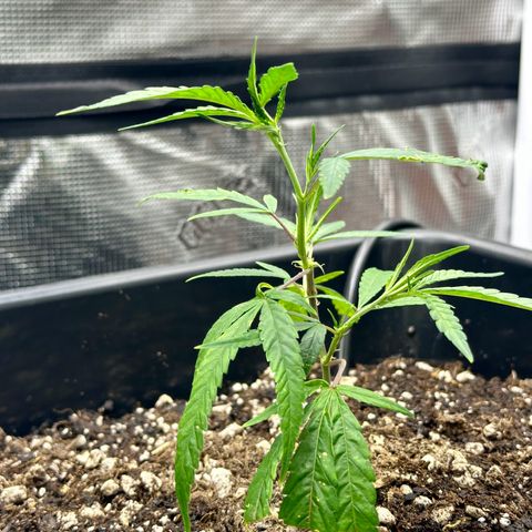 Lemon Jeffery  growlog timeline photo