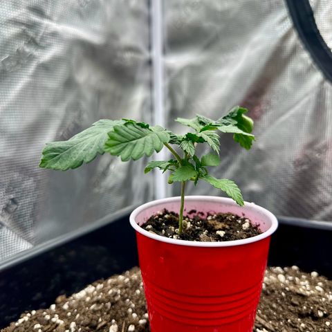 Jack the Ripper #5 growlog timeline photo