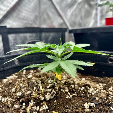 Poochie Love growlog timeline photo