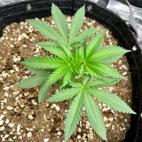 Poochie Love growlog timeline photo