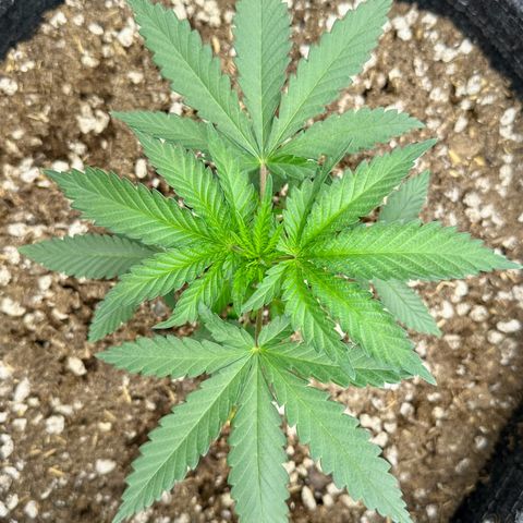 Poochie Love growlog timeline photo