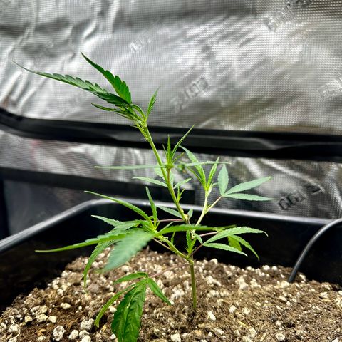 Lemon Jeffery  growlog timeline photo