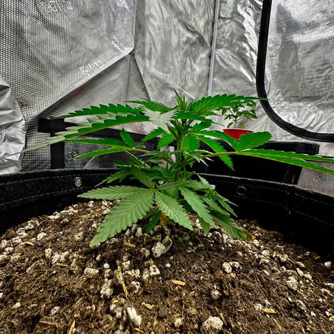 Poochie Love growlog timeline photo