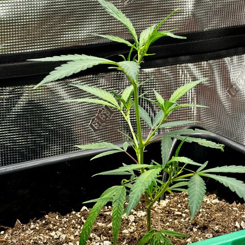 Lemon Jeffery  growlog timeline photo