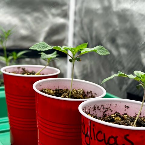 Candylicious growlog timeline photo