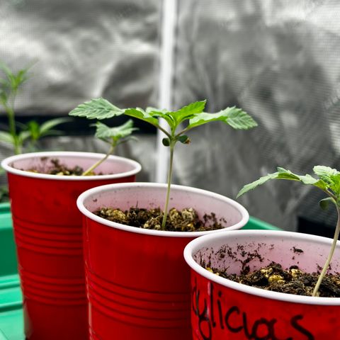 Candylicious growlog timeline photo