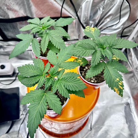 Candylicious growlog timeline photo