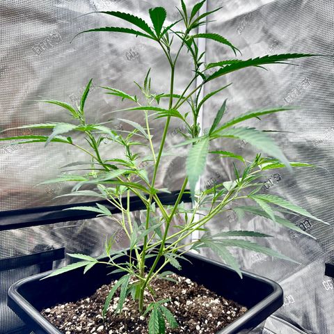 Lemon Jeffery  growlog timeline photo