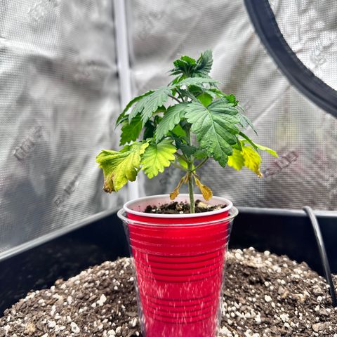 Jack the Ripper #5 growlog timeline photo