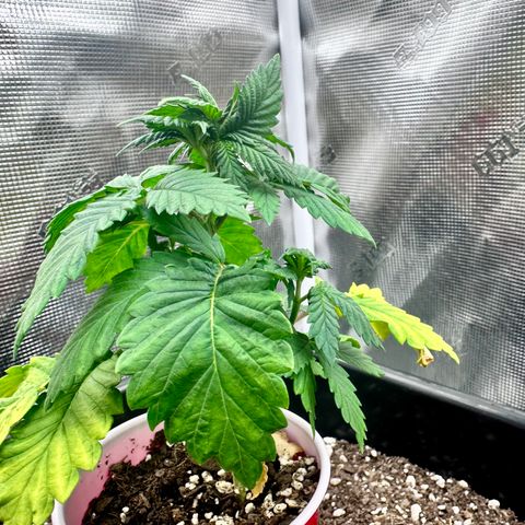 Jack the Ripper #5 growlog timeline photo