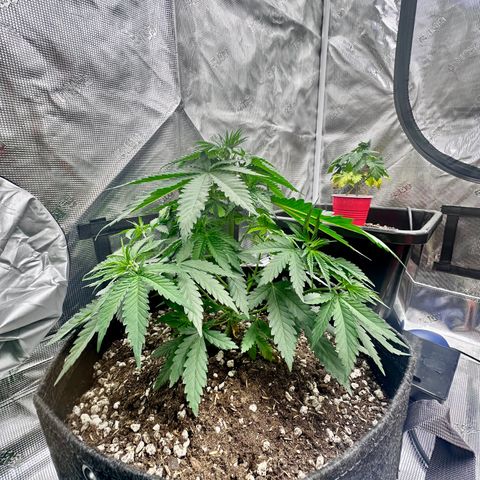 Poochie Love growlog timeline photo