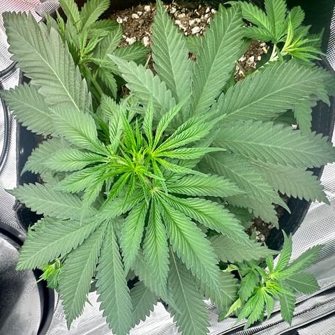 Poochie Love growlog timeline photo