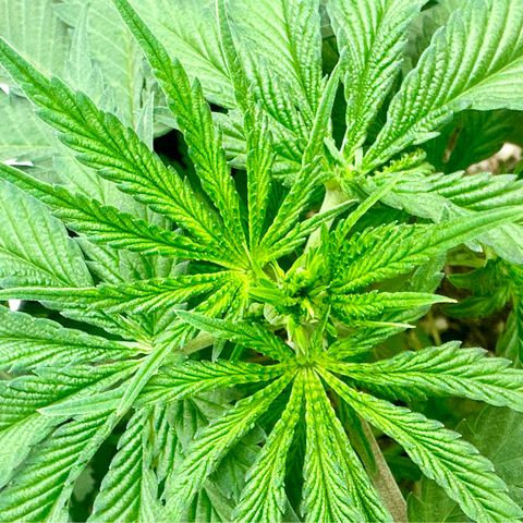 Poochie Love growlog timeline photo