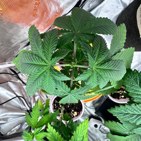 Candylicious growlog timeline photo