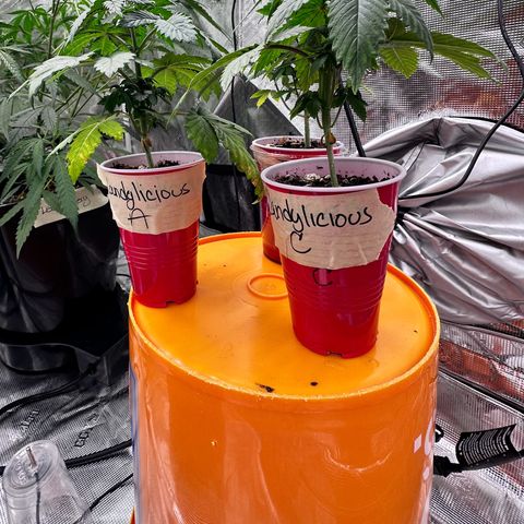 Candylicious growlog timeline photo