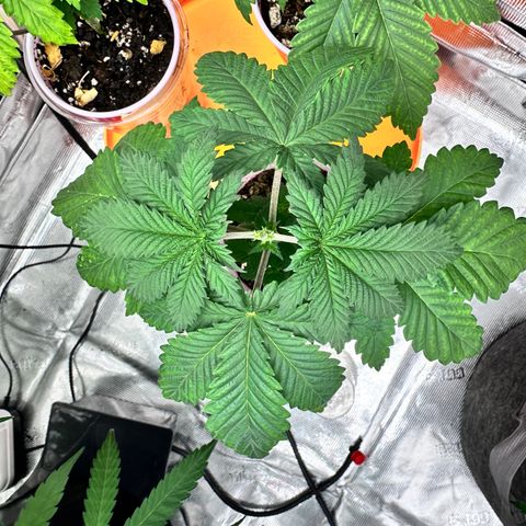 Candylicious growlog timeline photo