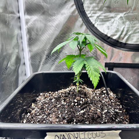 Candylicious growlog timeline photo